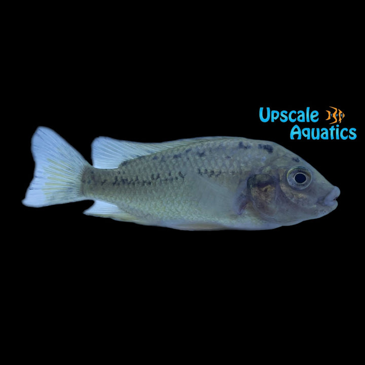 Pungu Cichlid (Pungu maclareni)