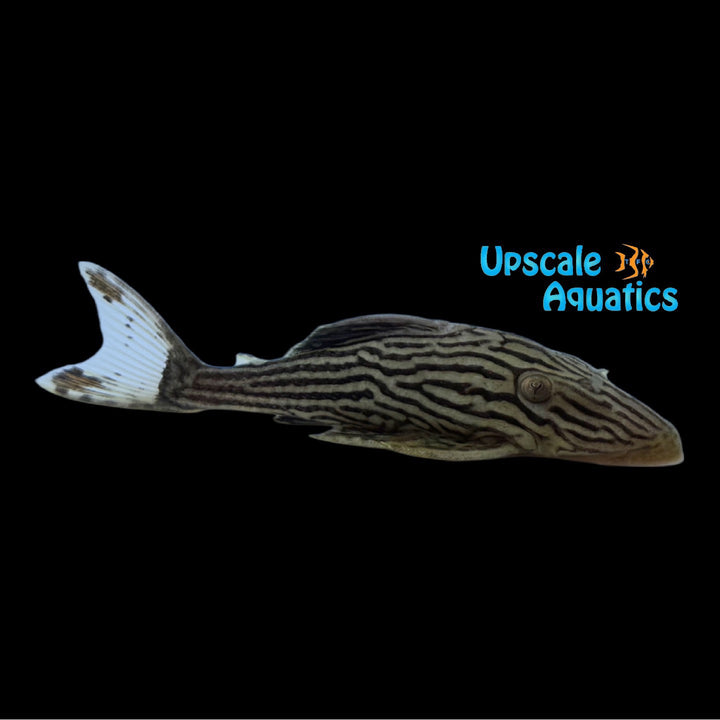 Platinum Xingu Royal Pleco L027a (Panaque armbrusteri 'Xingu')