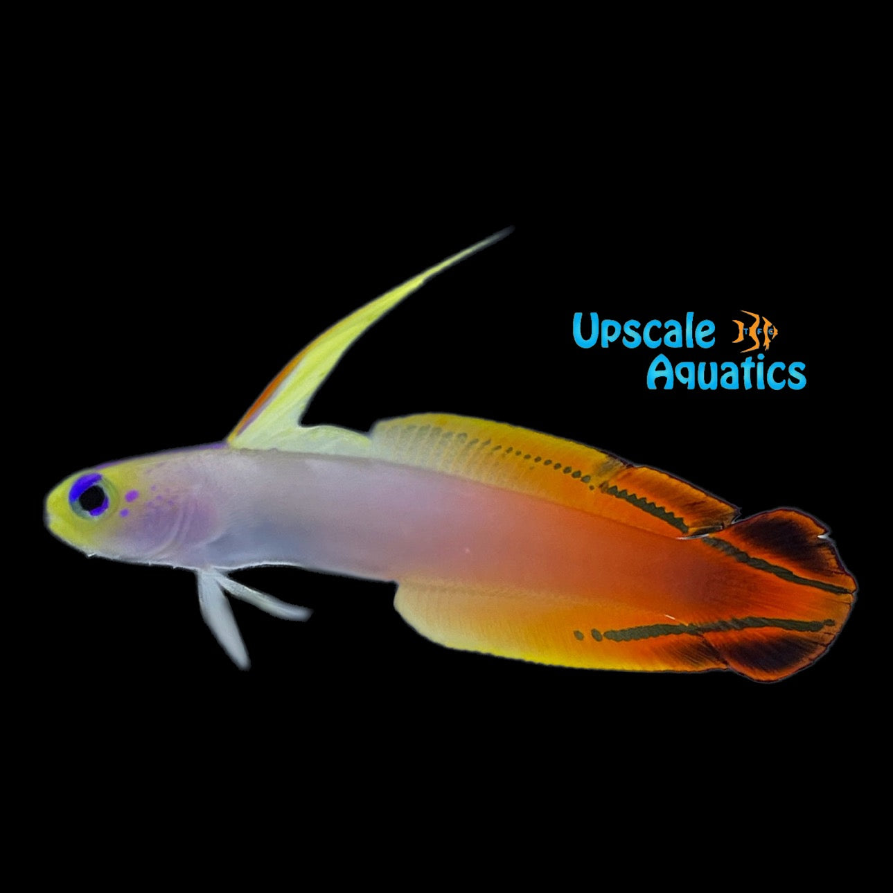 Red Filefish Red Firefish (Nemateleotris magnifica) – Upscale Aquatics
