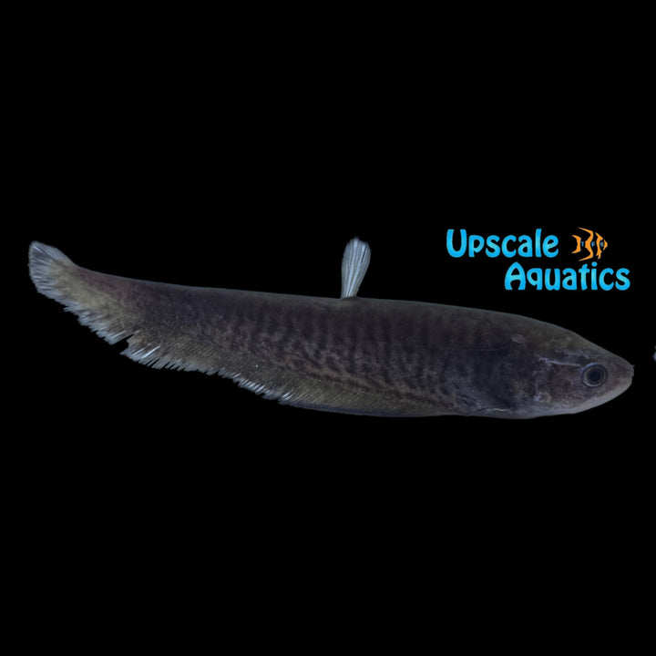 Congo Black Tiger Knifefish (Papyrocranus congoensis)