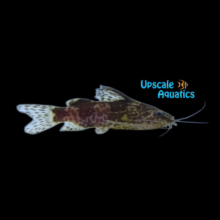 Payne's Catfish (Mochokiella paynei)