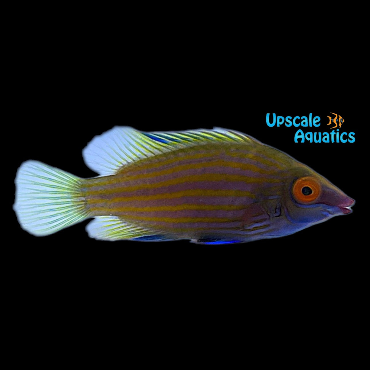 Cryptic Wrasses Cryptic Sixline Wrasse (Pseudocheilinops ataenia) – Upscale Aquatics