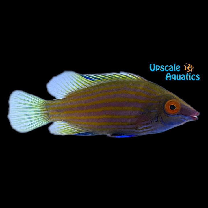 Cryptic Sixline Wrasse (Pseudocheilinops ataenia)