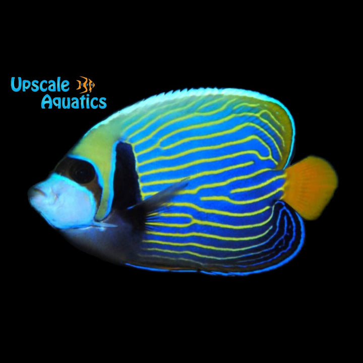 Orangetail Emperor Angelfish (Pomacanthus imperator)