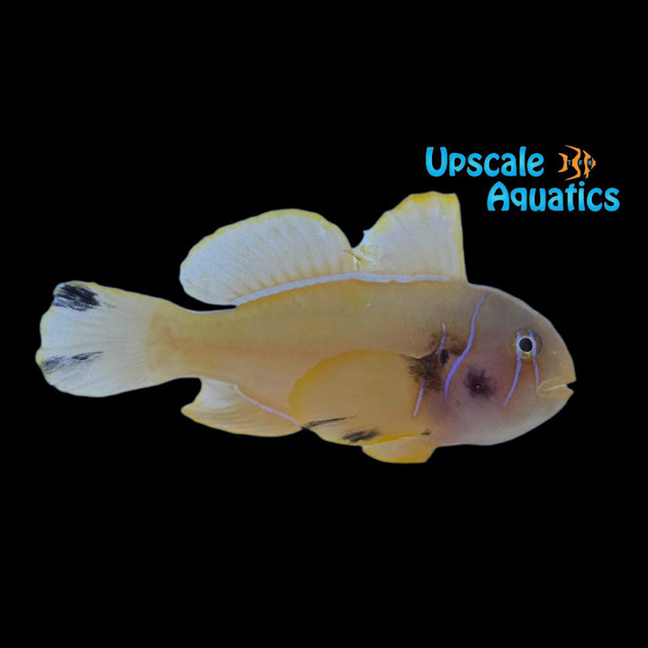 Aberrant Citron Clown Goby (Gobiodon citrinus)