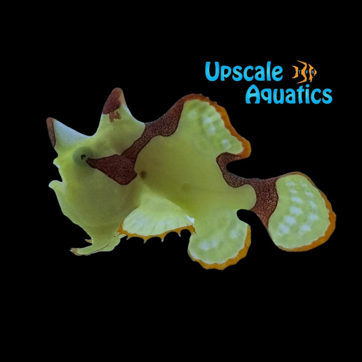 Yellow Wartskin Angler (Antennarius maculatus)