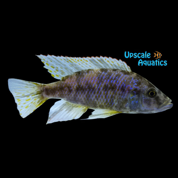 OB Malawi Compressiceps Cichlid (Dimidiochromis compressiceps)