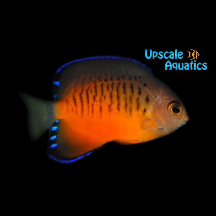 Shepard's Angelfish (Centropyge shepardi)
