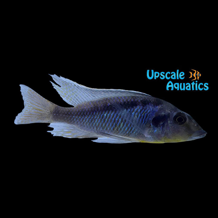 Mylochromis Mchuse (Mylochromis sp. lateristriga makanjila)