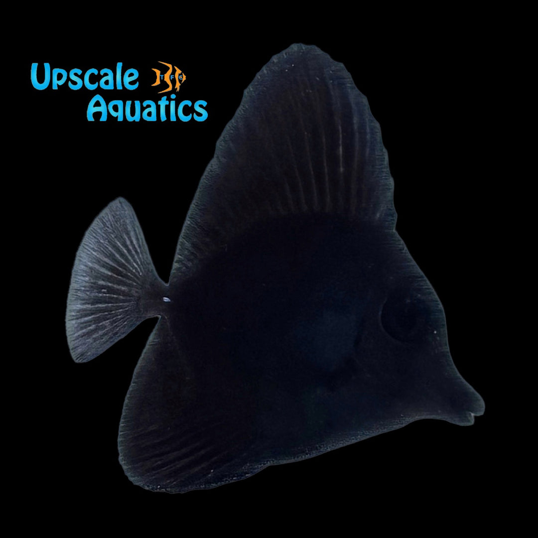 Black Longnose x Scopas Tang Hybrid (Zebrasoma rostratum x Zebrasoma scopas)