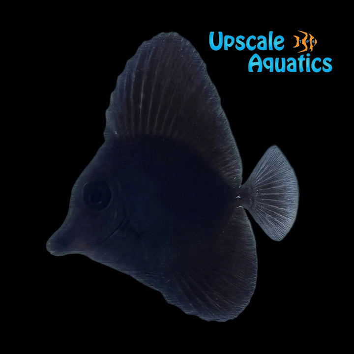 Black Longnose x Scopas Tang Hybrid (Zebrasoma rostratum x Zebrasoma scopas)