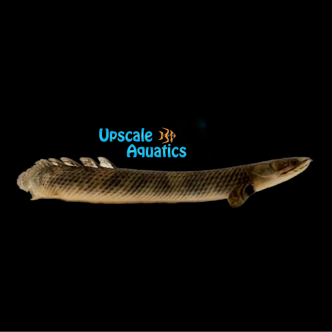 Reticulated Bichir (Polypterus mokelembe)