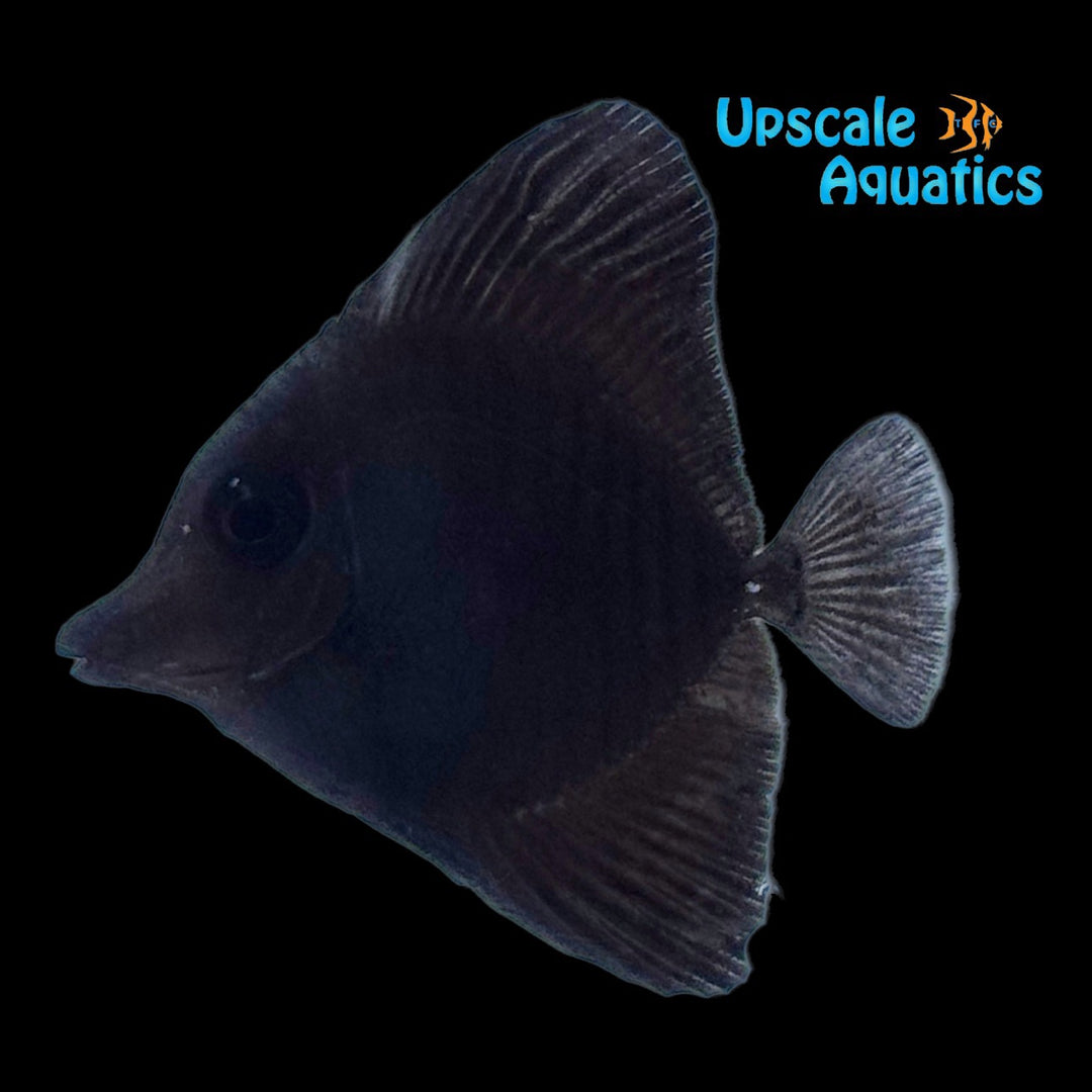 Black Longnose x Scopas Tang Hybrid (Zebrasoma rostratum x Zebrasoma scopas)