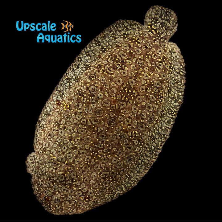 Yellow Spotted Flounder (Bothus sp.)