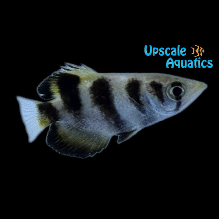 Banded Archerfish (Toxotes jaculatrix)