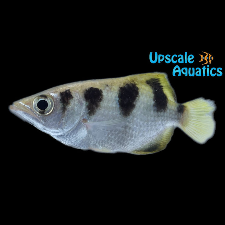 Banded Archerfish (Toxotes jaculatrix)