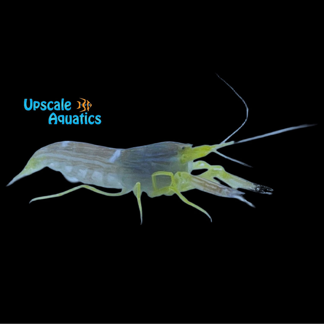 Yellow Pistol Shrimp (Alpheus ochrostriatus)