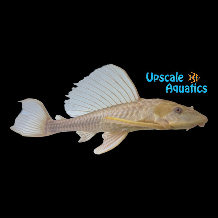 Albino Chocolate Pleco (Hypostomus sp.)