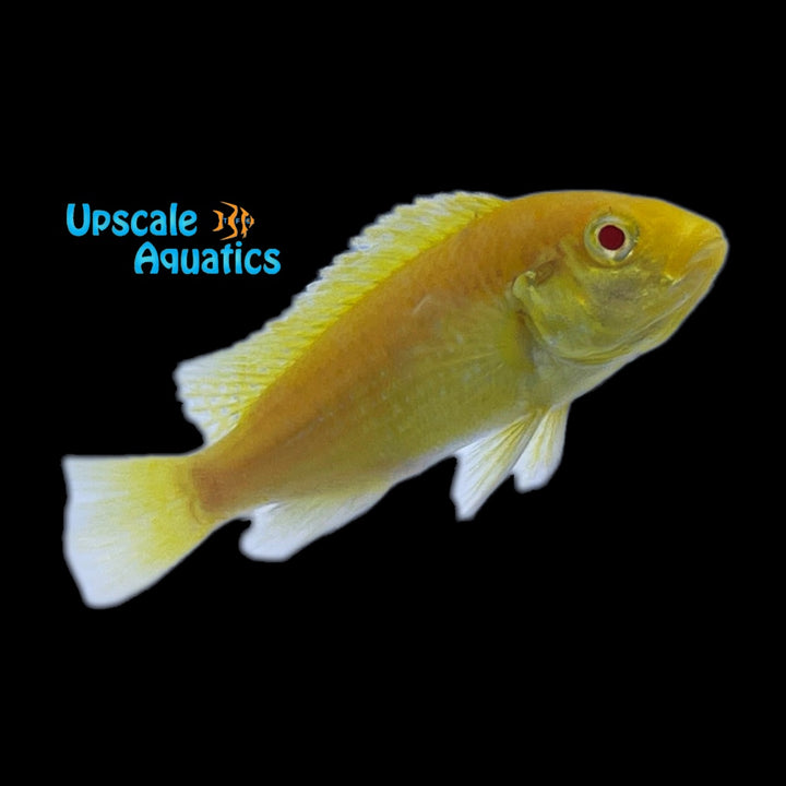 Albino Yellow Lab Cichlid (Labidochromis caeruleus albino)