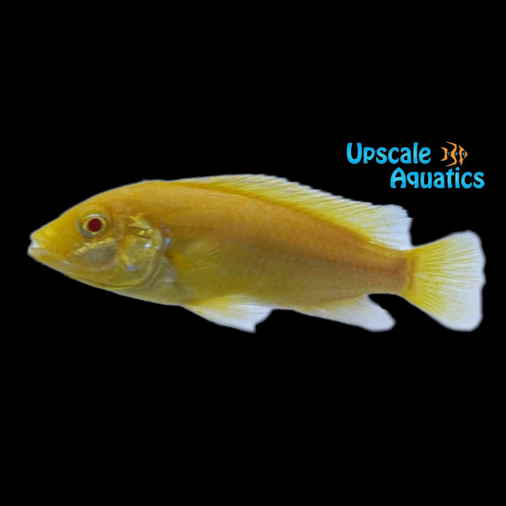 Albino Yellow Lab Cichlid (Labidochromis caeruleus albino)