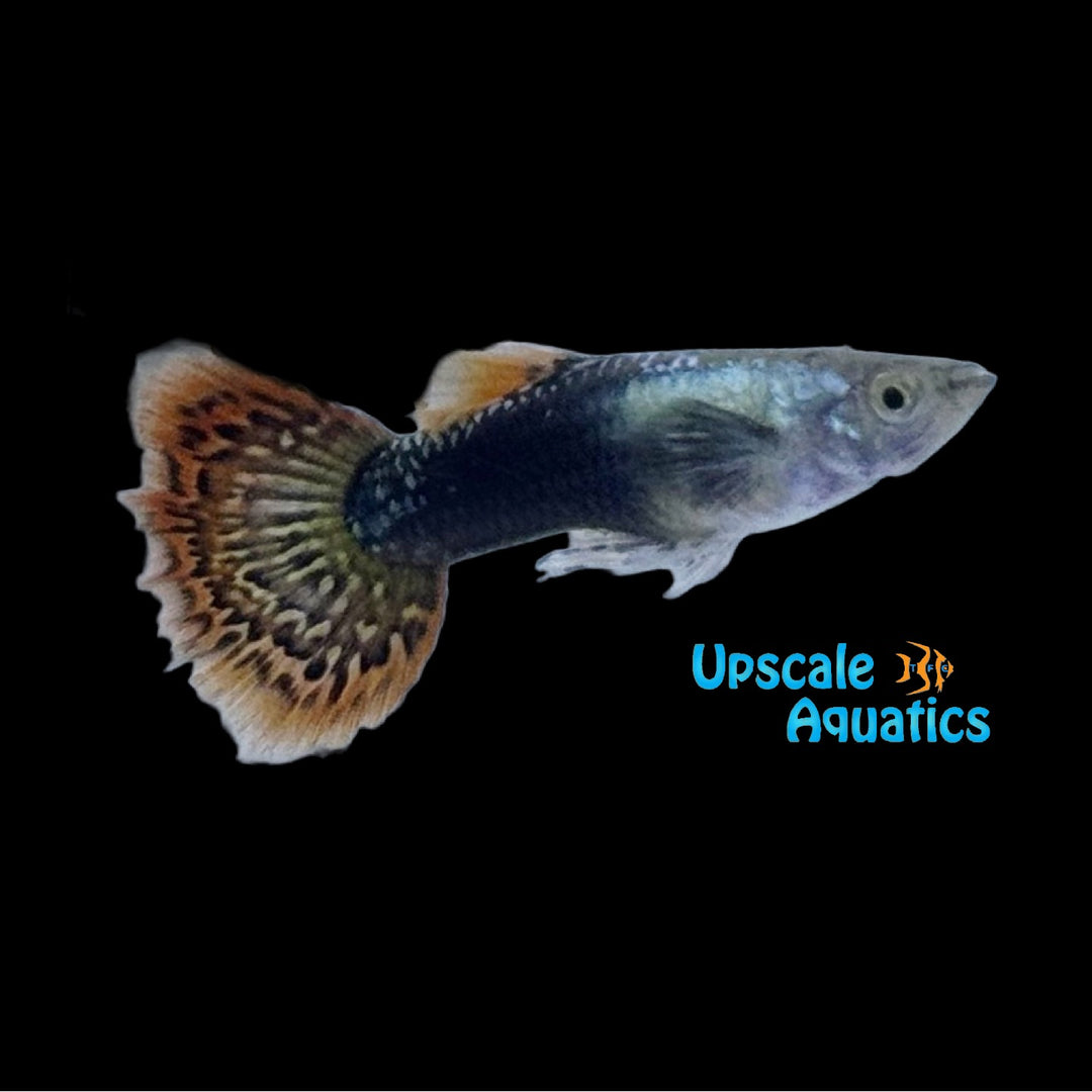 Cobra Tuxedo Guppy (Poecilia reticulata)