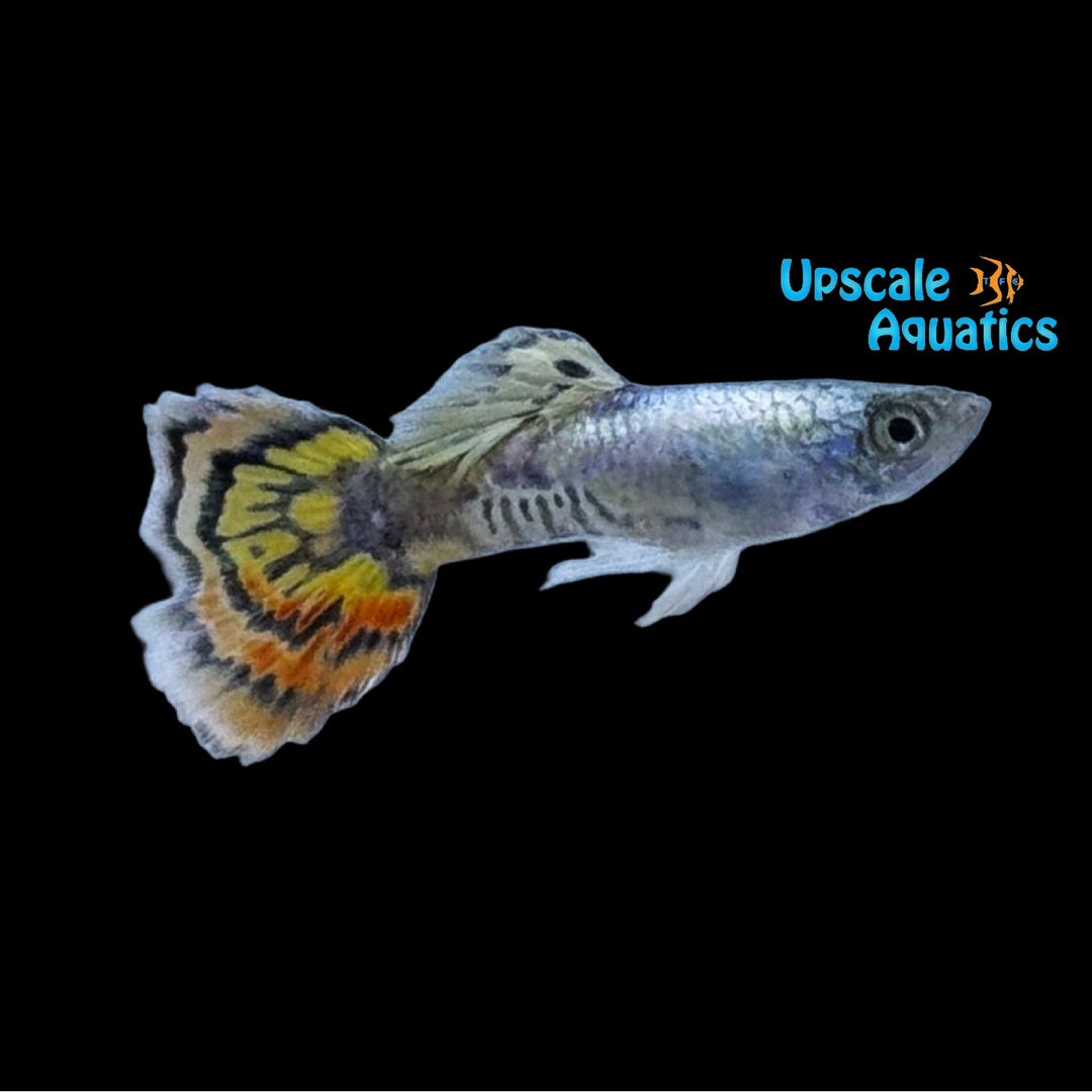 Yellow Tiger Mosaic Guppy (Poecilia reticulata)