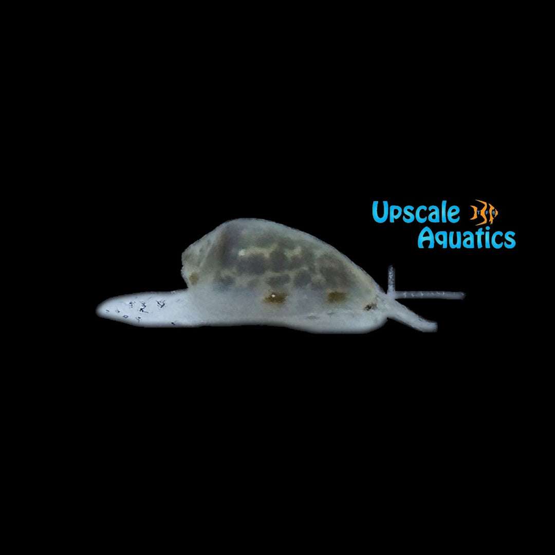 Marginella Snail (Prunum apicinum)