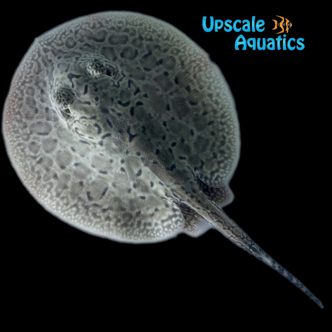 Pearl x Motoro Stingray Hybrid - Captive Bred (Potamotrygon jabuti