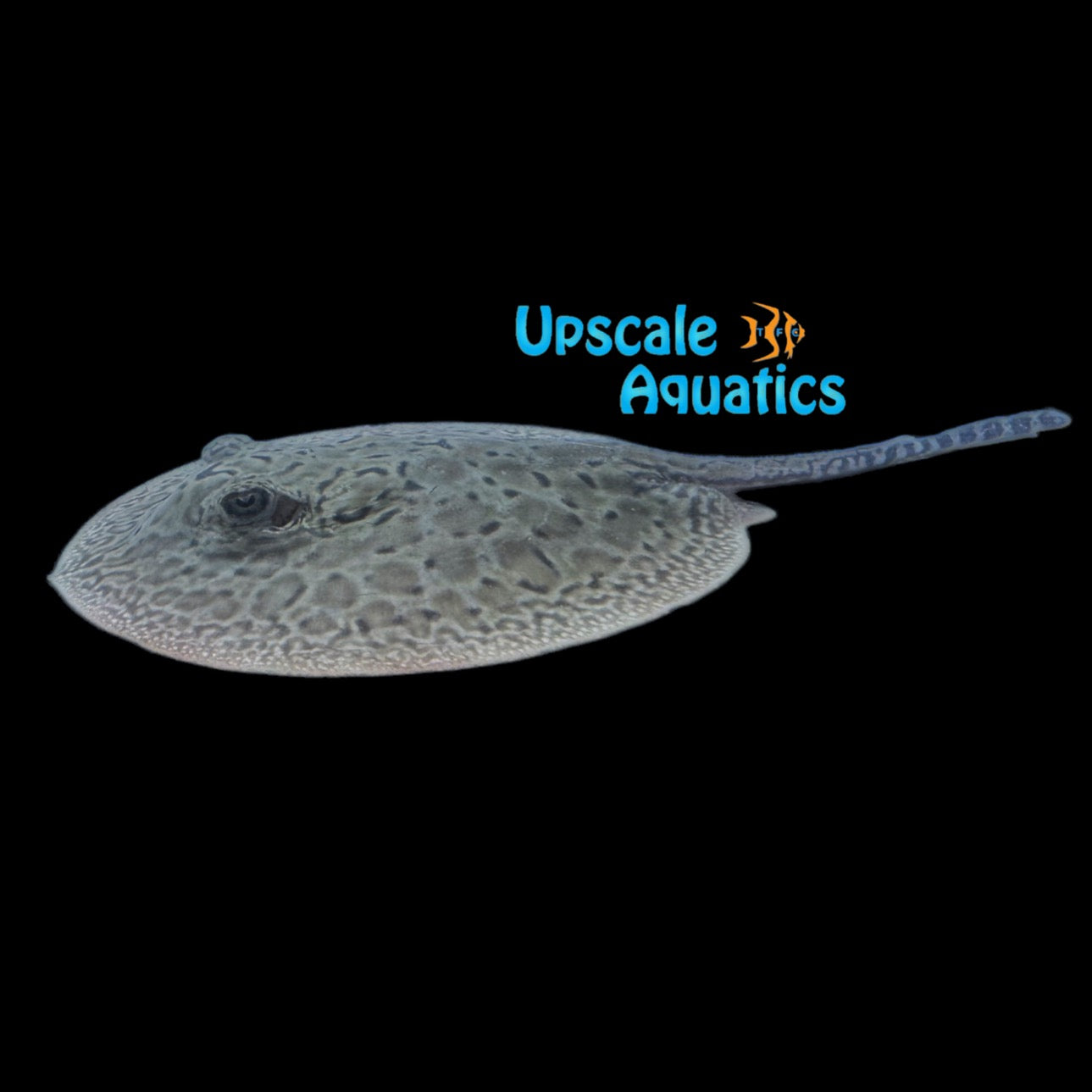 Pearl x Motoro Stingray Hybrid - Captive Bred (Potamotrygon jabuti