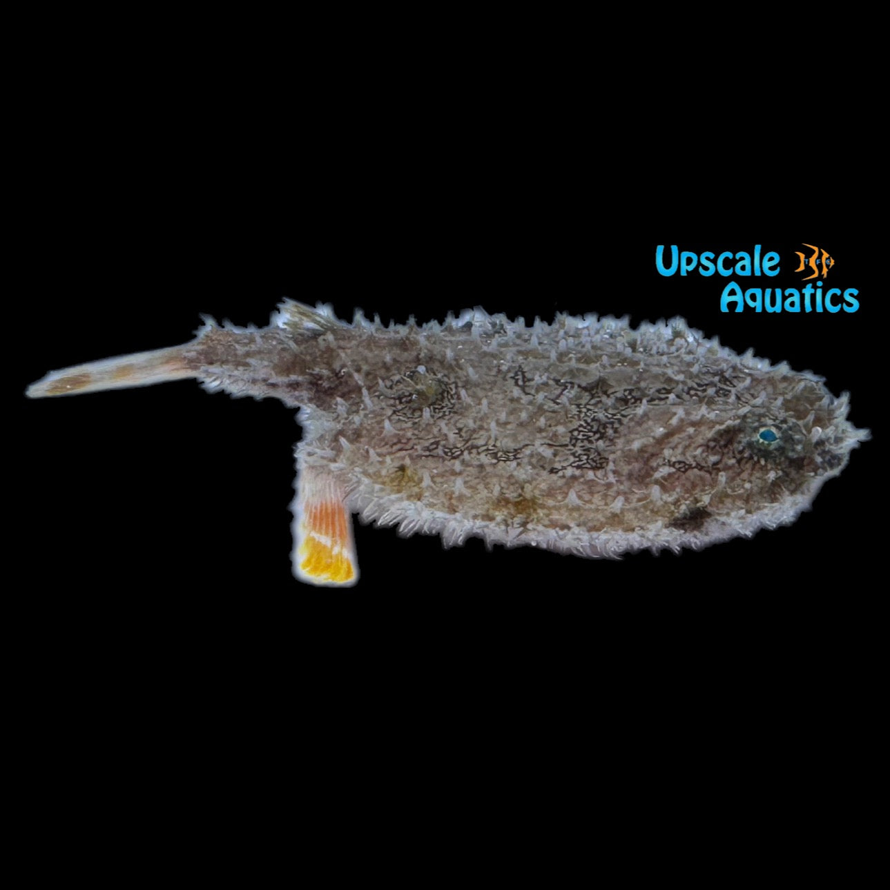 【AcuticNotes】Kathalshame AcuticNotes】Kathalshame - Ⅲ.戒慙 - YouTube