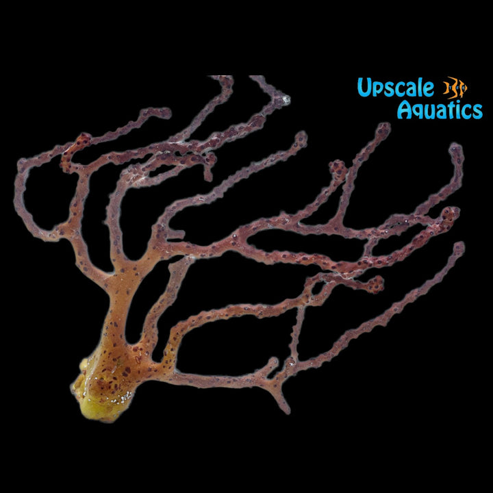 Orange Finger Gorgonian (Diodogorgia nodulifera)