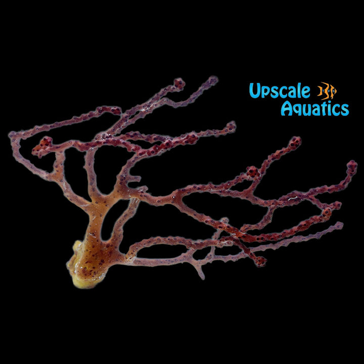 Orange Finger Gorgonian (Diodogorgia nodulifera)