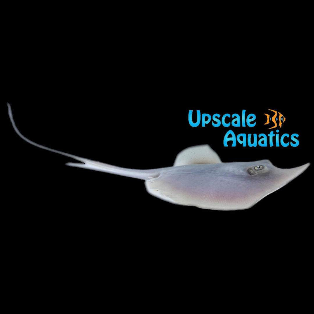 Freshwater Atlantic Stingray (Dasyatis sabina)