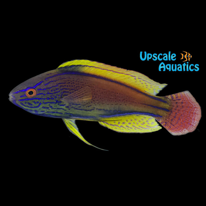 Lineatus Fairy Wrasse (Cirrhilabrus lineatus)