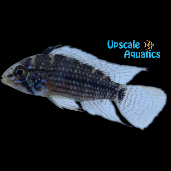 Alto Tapiche Apisto. (Apistogramma sp. "Alto Tapiche')