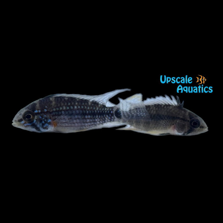 Alto Tapiche Apisto. (Apistogramma sp. "Alto Tapiche')