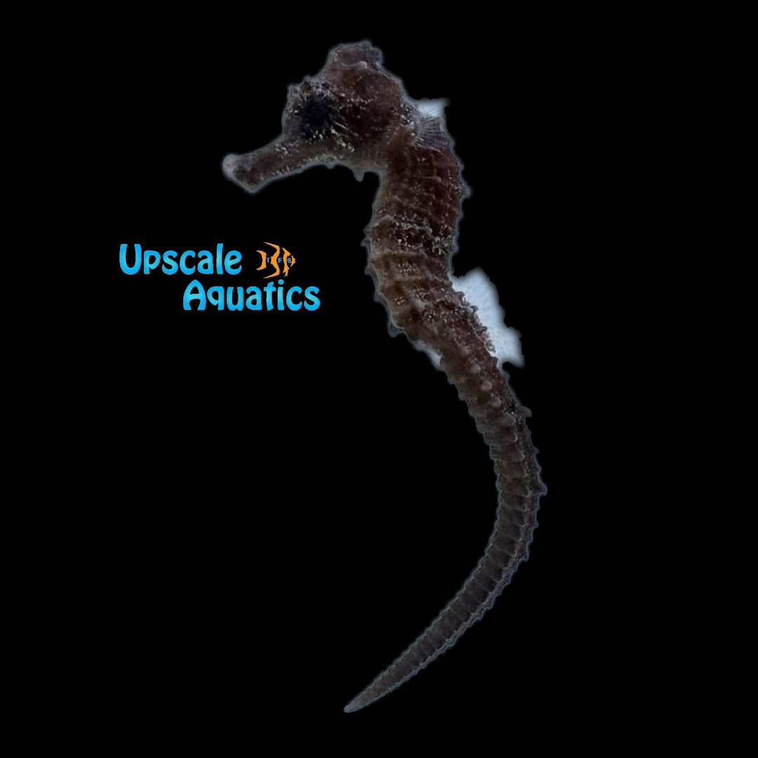 Yellow Brazilian Longsnout Seahorse - Captive Bred (Hippocampus reidi)