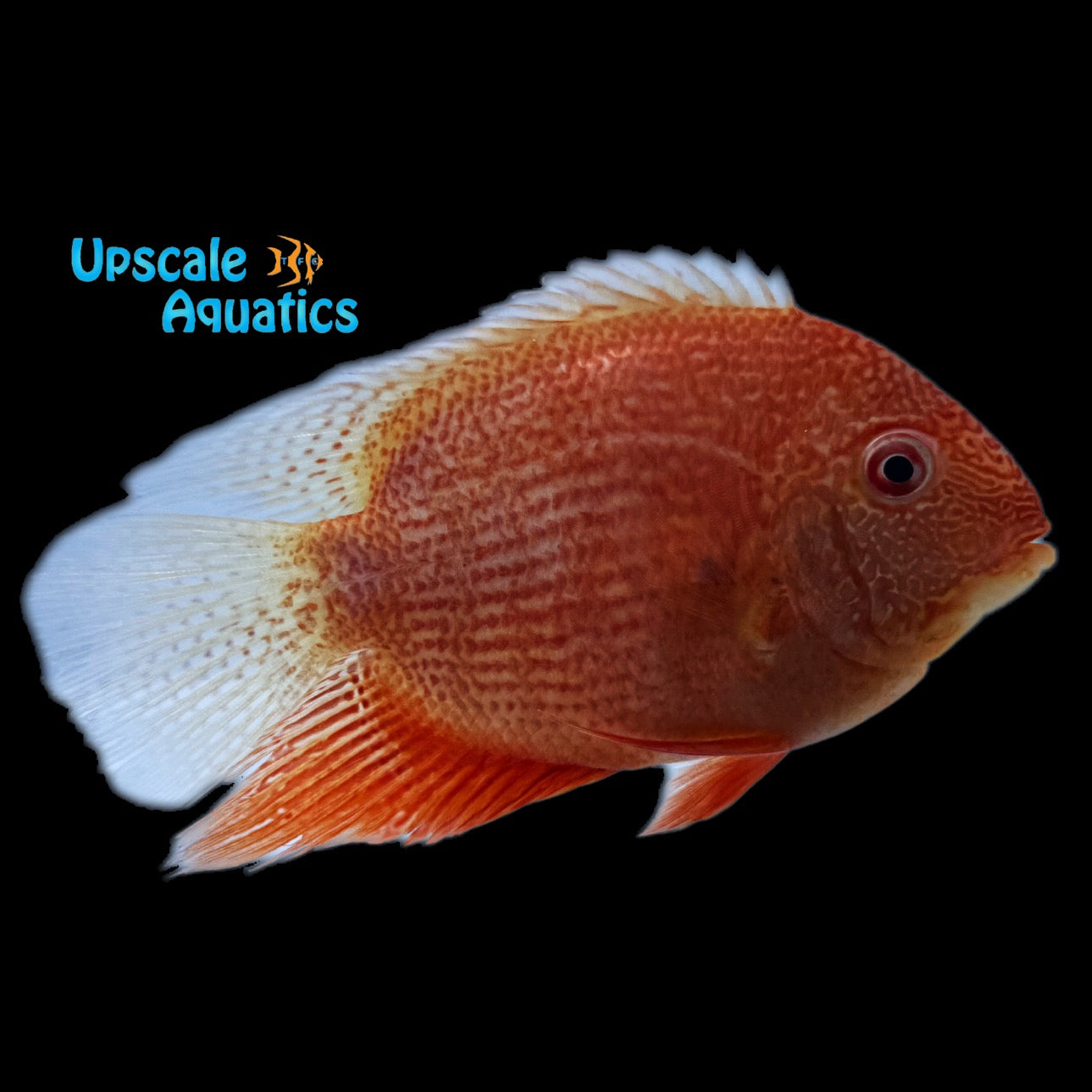 Super Red Severum (Heros efasciatus) – Upscale Aquatics