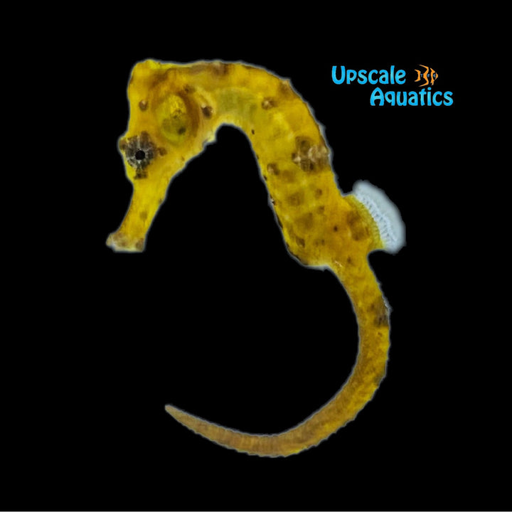 Yellow Longsnout 'Reidi' Seahorse (Hippocampus reidi)