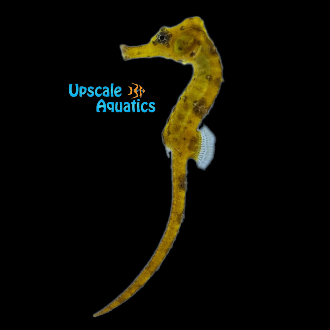 Yellow Longsnout 'Reidi' Seahorse (Hippocampus reidi)