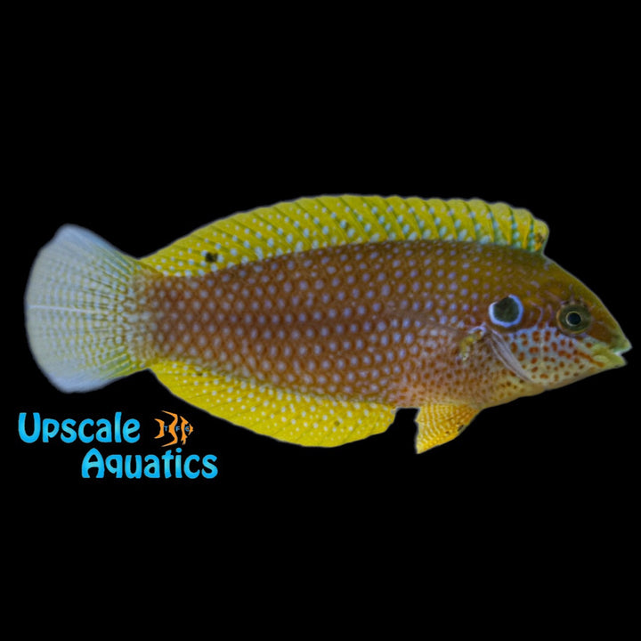 Kuiter's Leopard Wrasse (Macropharyngodon kuiteri)