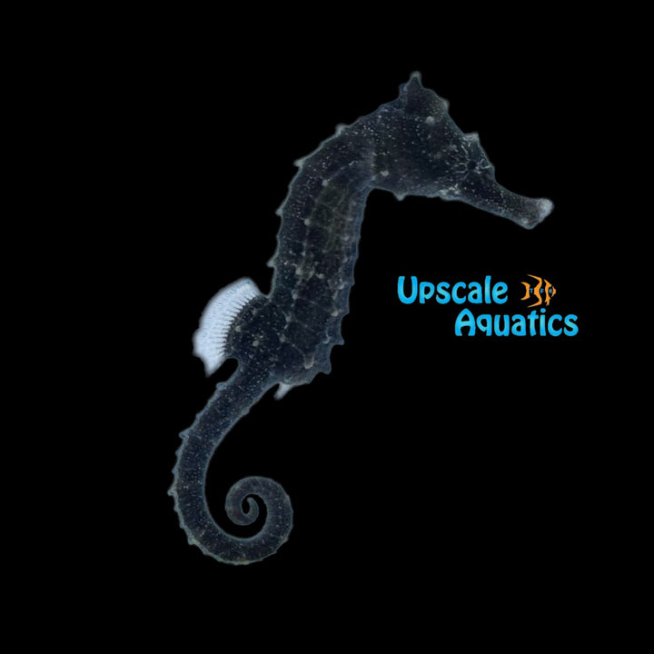 Erectus Seahorse - Captive Bred (Hippocampus erectus)