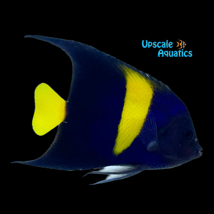 Asfur Angelfish - Adult (Pomacanthus asfur)