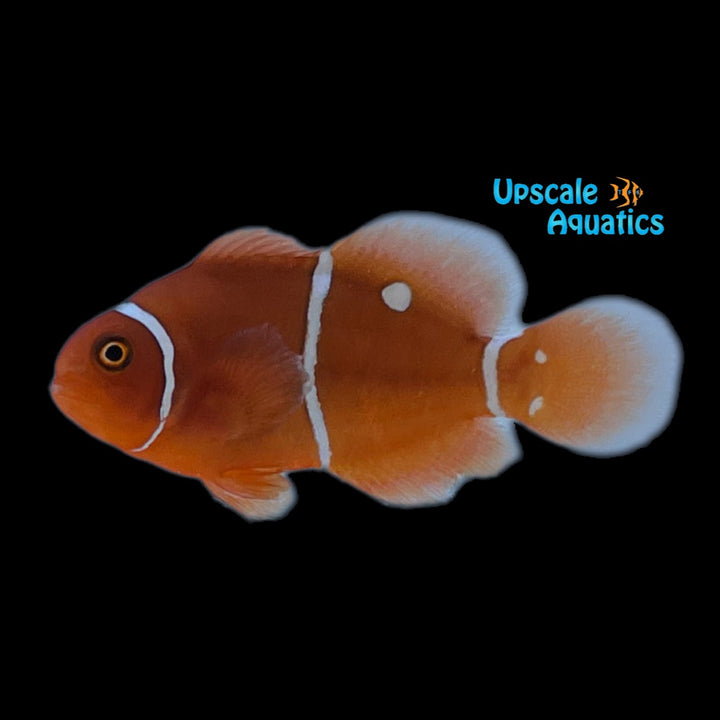 Gold Dot Maroon Clownfish (Premnas biaculeatus)