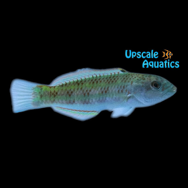 Surge Wrasse (Thalassoma purpureum)