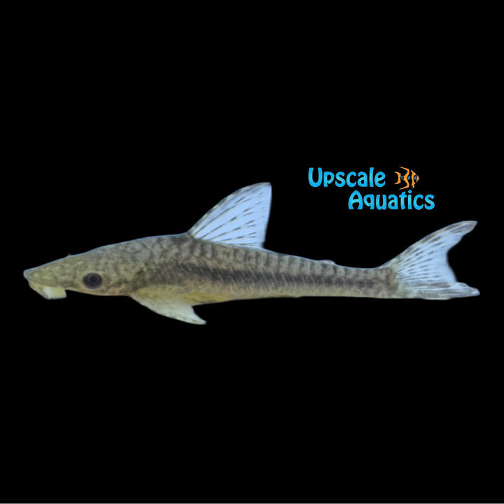 Incognitum Giant Otocinclus (Hypoptopoma incognitum)