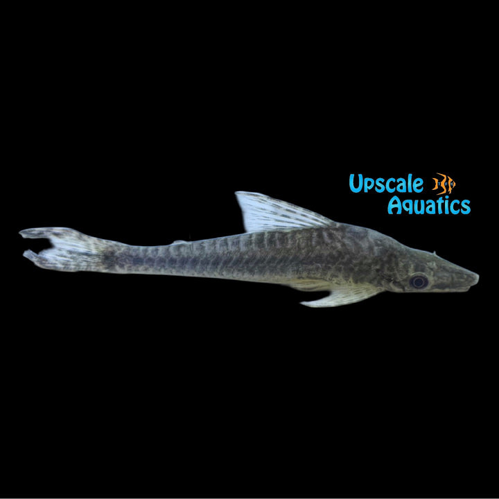 Incognitum Giant Otocinclus (Hypoptopoma incognitum)