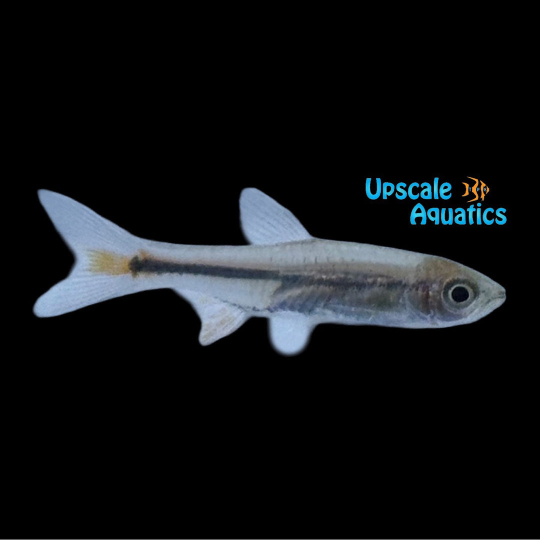 Red Cherry Rasbora (Rasbora lacrimula)