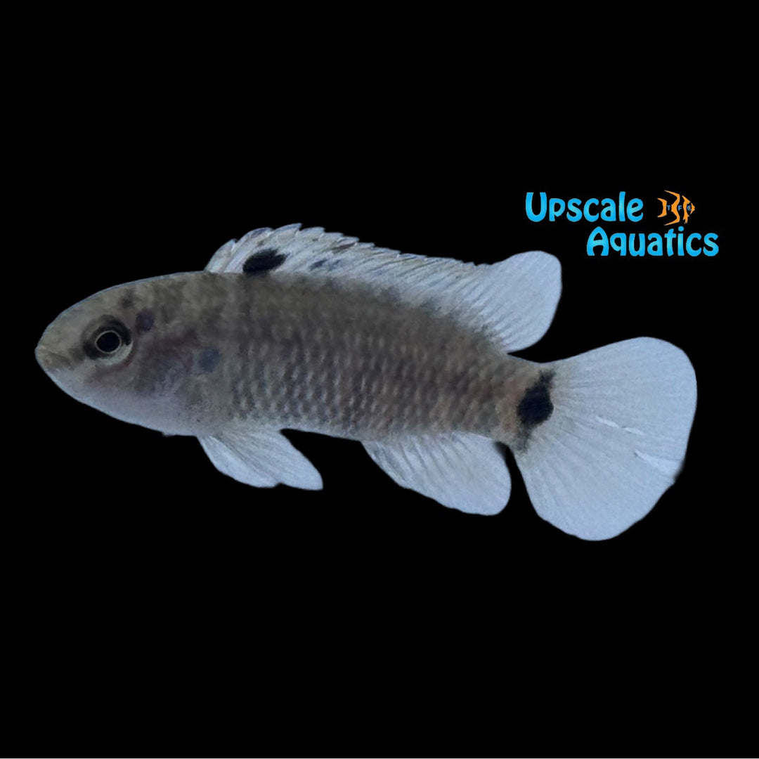 Bengal Pink Spotted Badis (Badis andrewraoi)