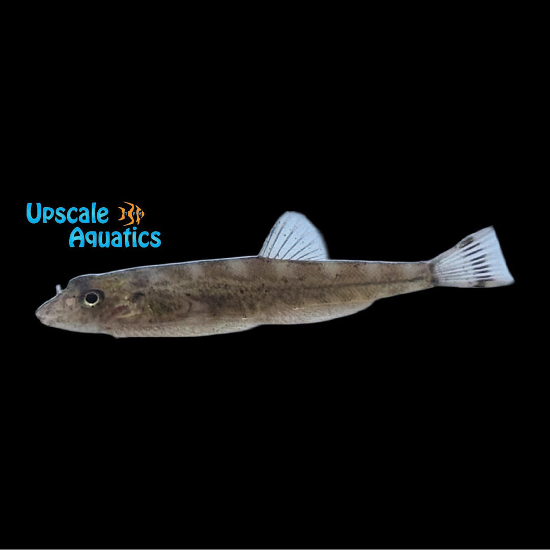 White Panda Hillstream Loach (Hypergastromyzon humilis)